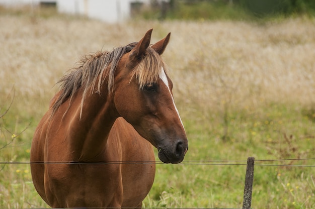 Free photo closeup shot of a beautiful brown horse with a noble look standing on the field