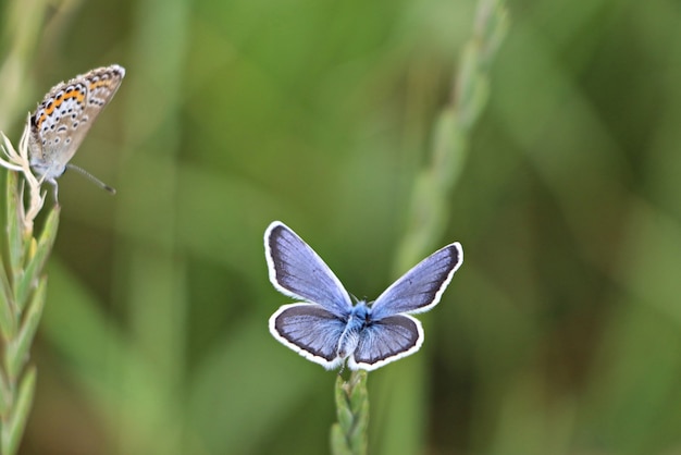 Closeup shot of beautiful butterflies on a green plant