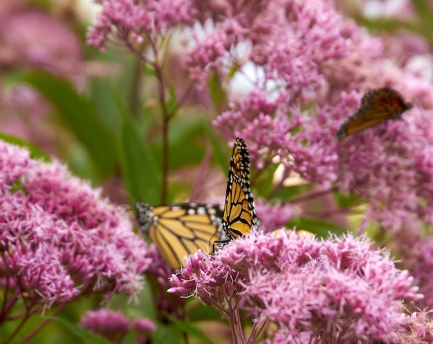 Free photo closeup shot of beautiful butterflies on pink flowers