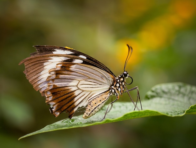 Closeup shot of a beautiful butterfly sitting on a green leaf on blurred background