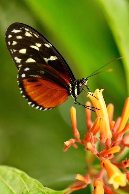 Free photo closeup shot of a beautiful butterfly