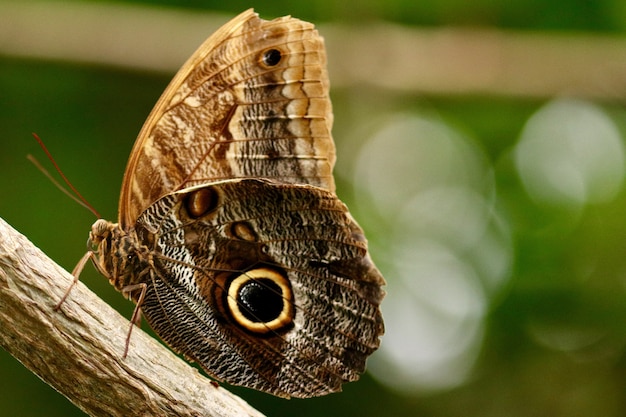 Free photo closeup shot of a beautiful butterfly