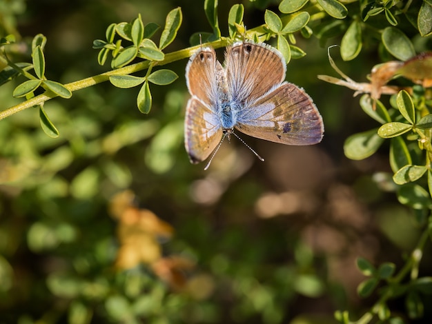 Closeup shot of a beautiful butterfly