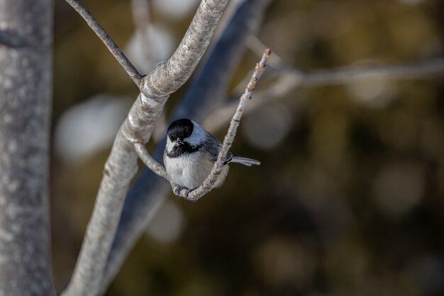 Closeup shot of a beautiful carolina chickadee resting on the branch