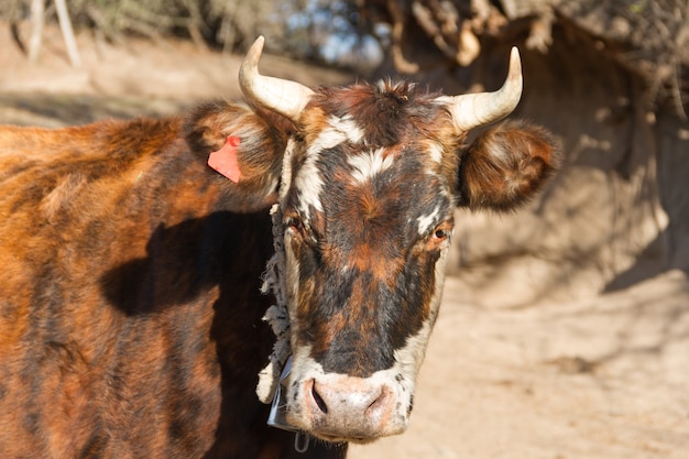 Free photo closeup shot of a beautiful colorful cow with horns