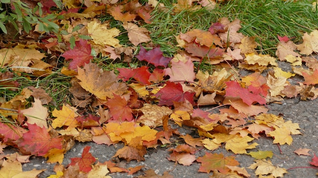 Free photo closeup shot of the beautiful colorful fallen autumn leaves on the ground