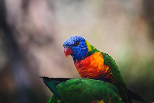 Free Photo closeup shot of a beautiful colorful lorikeet