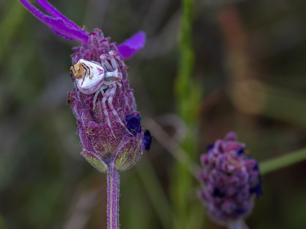 Closeup shot of a beautiful crab spider on the purple-flowered plant