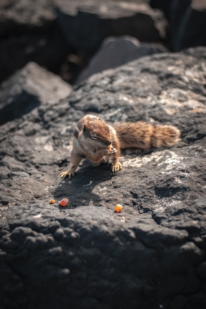 Free photo closeup shot of a beautiful cute squirrel eating corn on a rock