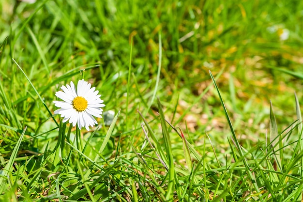 Closeup shot of beautiful daisies in the garden under the sunlight