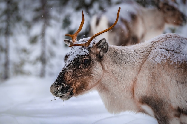 Closeup shot of a beautiful deer on the snowy ground in the forest in winter