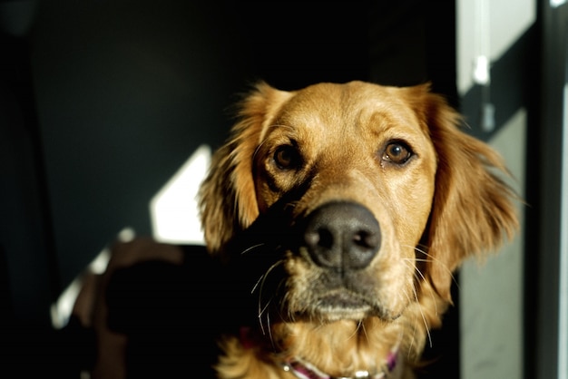 Closeup shot of a beautiful domestic Golden Retriever inside a dark room