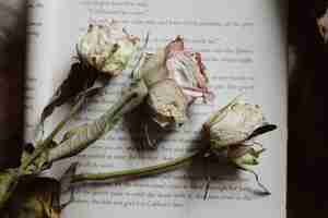 Free photo closeup shot of beautiful dried flowers on an open book