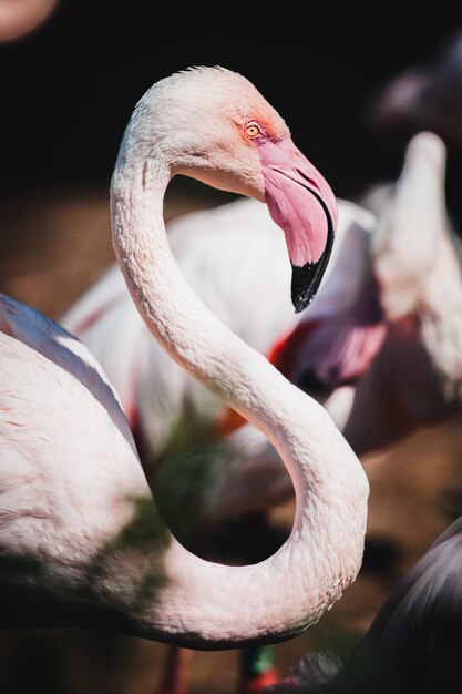 Closeup shot of a beautiful flamingo