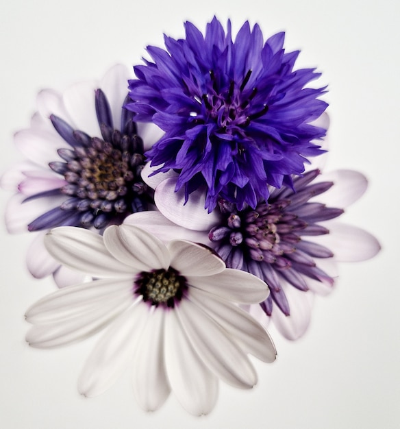 Free photo closeup shot of a beautiful flowers bouquet isolated on a white background