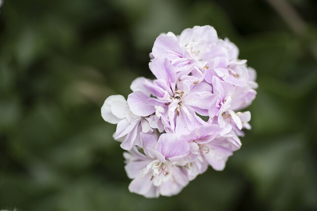 Closeup shot of a beautiful gilliflower on a blurred background