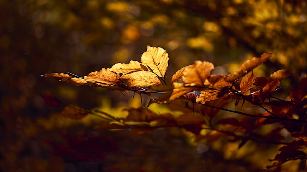 Closeup shot of beautiful golden leaves on a branch with a blurred background