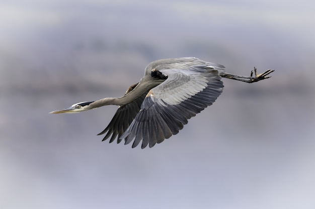 Free Photo closeup shot of a beautiful gray heron in flight on the blurred background