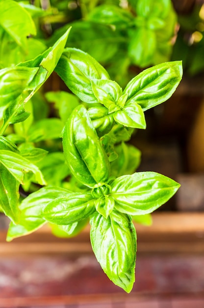 Closeup shot of beautiful green basil on a blurred