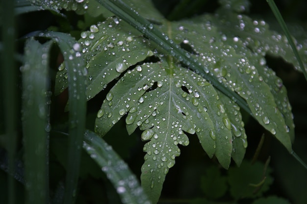 Free Photo closeup shot of a beautiful green leaf covered with dewdrops in the early morning