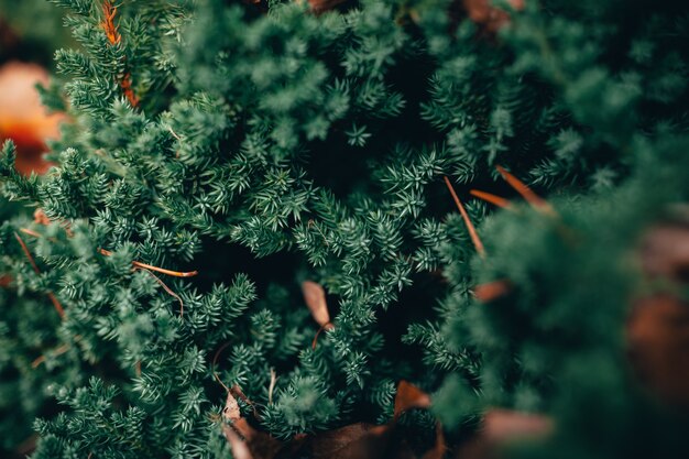 Closeup shot of a beautiful green pine tree in a forest