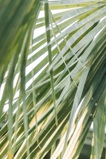 Closeup shot of beautiful greenery of a forest