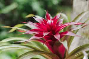 Free photo closeup shot of beautiful guzmania flower