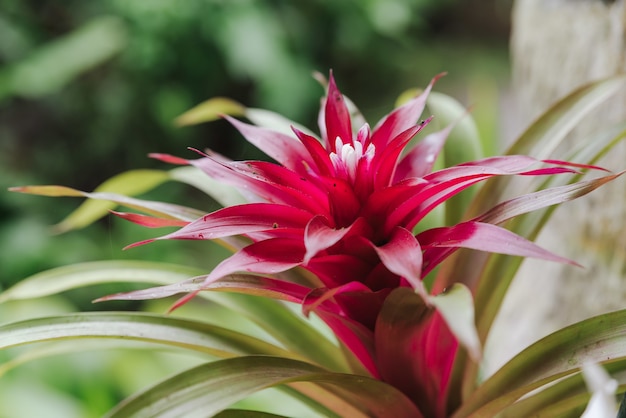 Closeup shot of beautiful Guzmania flower