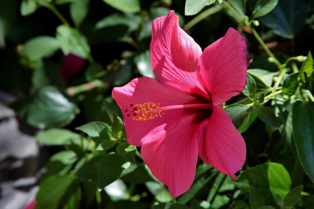 Free Photo closeup shot of a beautiful hawaiian hibiscus in tuscany and elba in italy