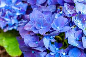 Free photo closeup shot of beautiful hydrangea flowers