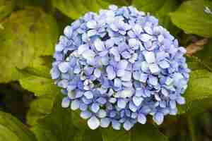 Free photo closeup shot of beautiful hydrangea serrata flower with green leaves