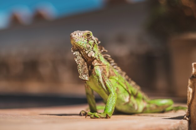 Closeup shot of a beautiful iguana captured in Northern Brazil, Ceara, Fortaleza/Cumbuco/Parnaiba