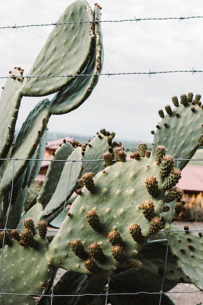 Free Photo closeup shot of a beautiful large cacti tree with long spiky branches and blooming fruit on them