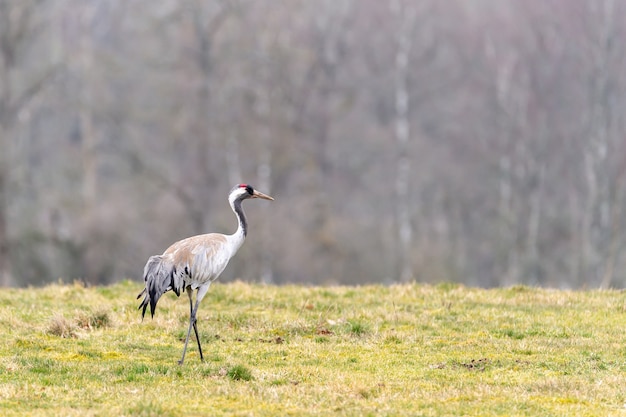 Free Photo closeup shot of beautiful lonely crane standing  in the field