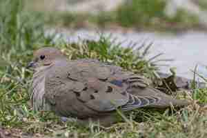 Free photo closeup shot of a beautiful mourning dove resting on a grass ground