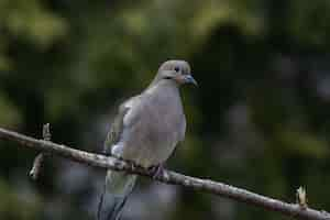 Free photo closeup shot of a beautiful mourning dove resting on a twig