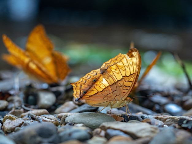 Closeup shot of a beautiful orange butterfly on stones in nature