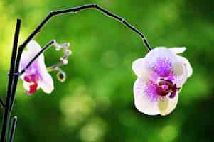 Free photo closeup shot of a beautiful orchid flower with a blurred background