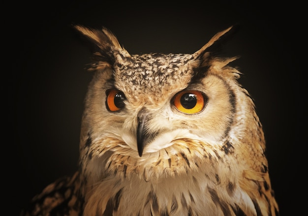 Free photo closeup shot of a beautiful owl looking