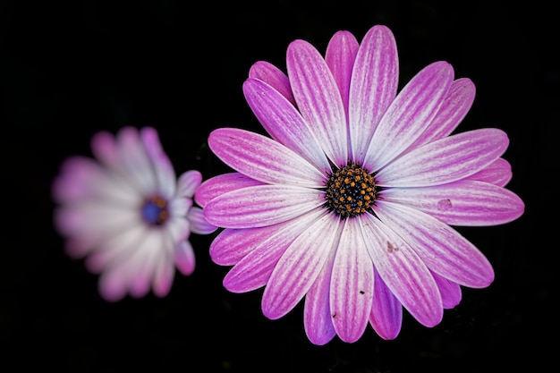 Free photo closeup shot of a beautiful pink african daisy