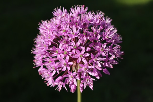 Free Photo closeup shot of beautiful pink allium flowers