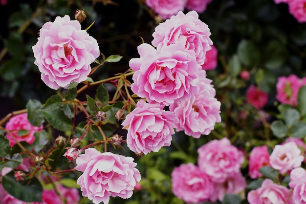 Free photo closeup shot of beautiful pink garden roses growing on the bush