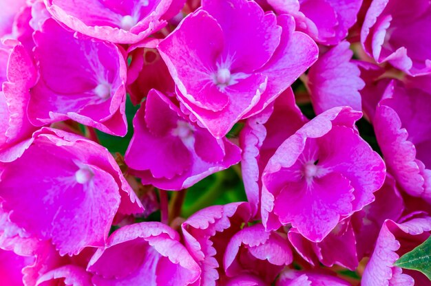 Closeup shot of beautiful pink hydrangea flowers outdoors during daylight