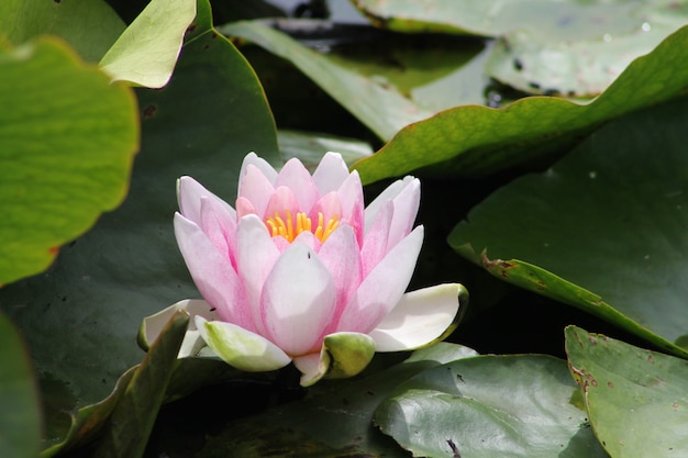 Free photo closeup shot of a beautiful pink lotus flower growing in a pond