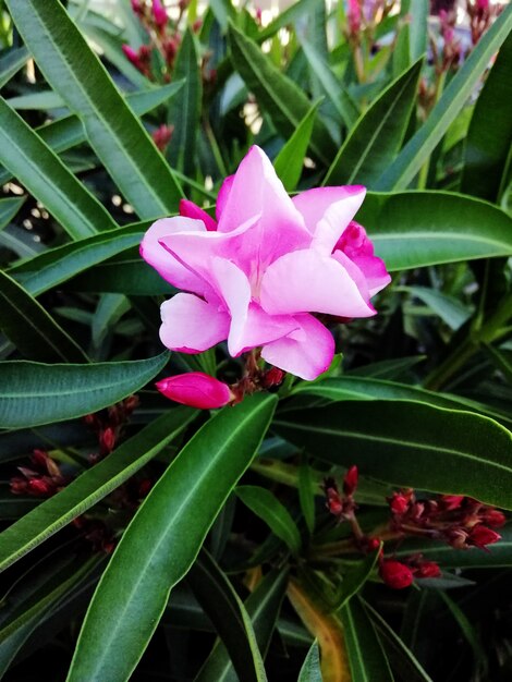 Closeup shot of beautiful pink oleander flowers in a garden