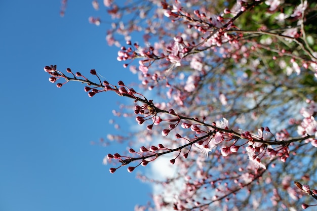 Closeup shot of beautiful pink-petaled cherry blossom flowers on a blurred background