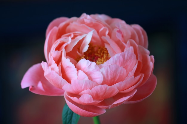 Free photo closeup shot of a beautiful pink-petaled peony flower on a blurred background