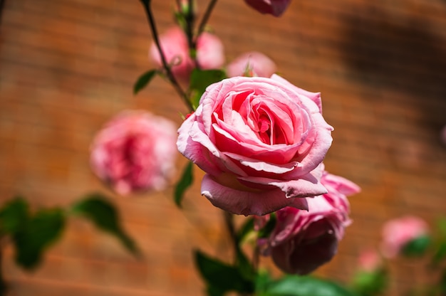 Free photo closeup shot of beautiful pink rose flower blooming in a garden on a blurred background