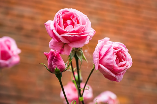 Free photo closeup shot of beautiful pink rose flower blooming in a garden