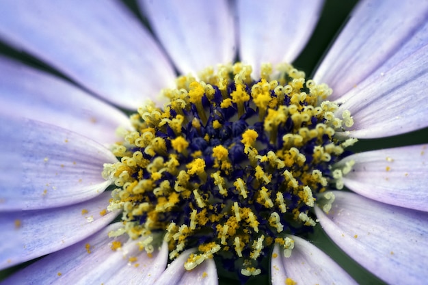 Closeup shot of a beautiful purple flower